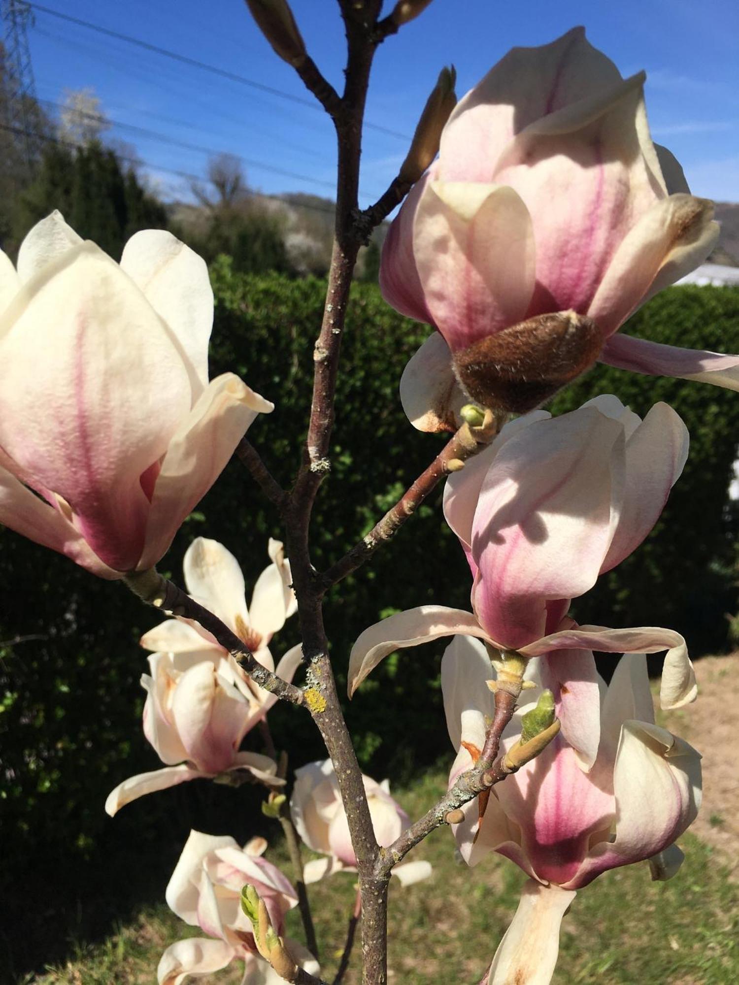 BarembachLes Magnolias En Alsace - Meuble De Tourisme 3 Etoilesアパートメント エクステリア 写真